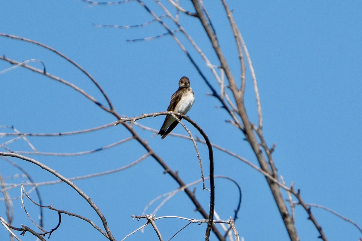 Northern Rough-winged Swallow - ML623340403