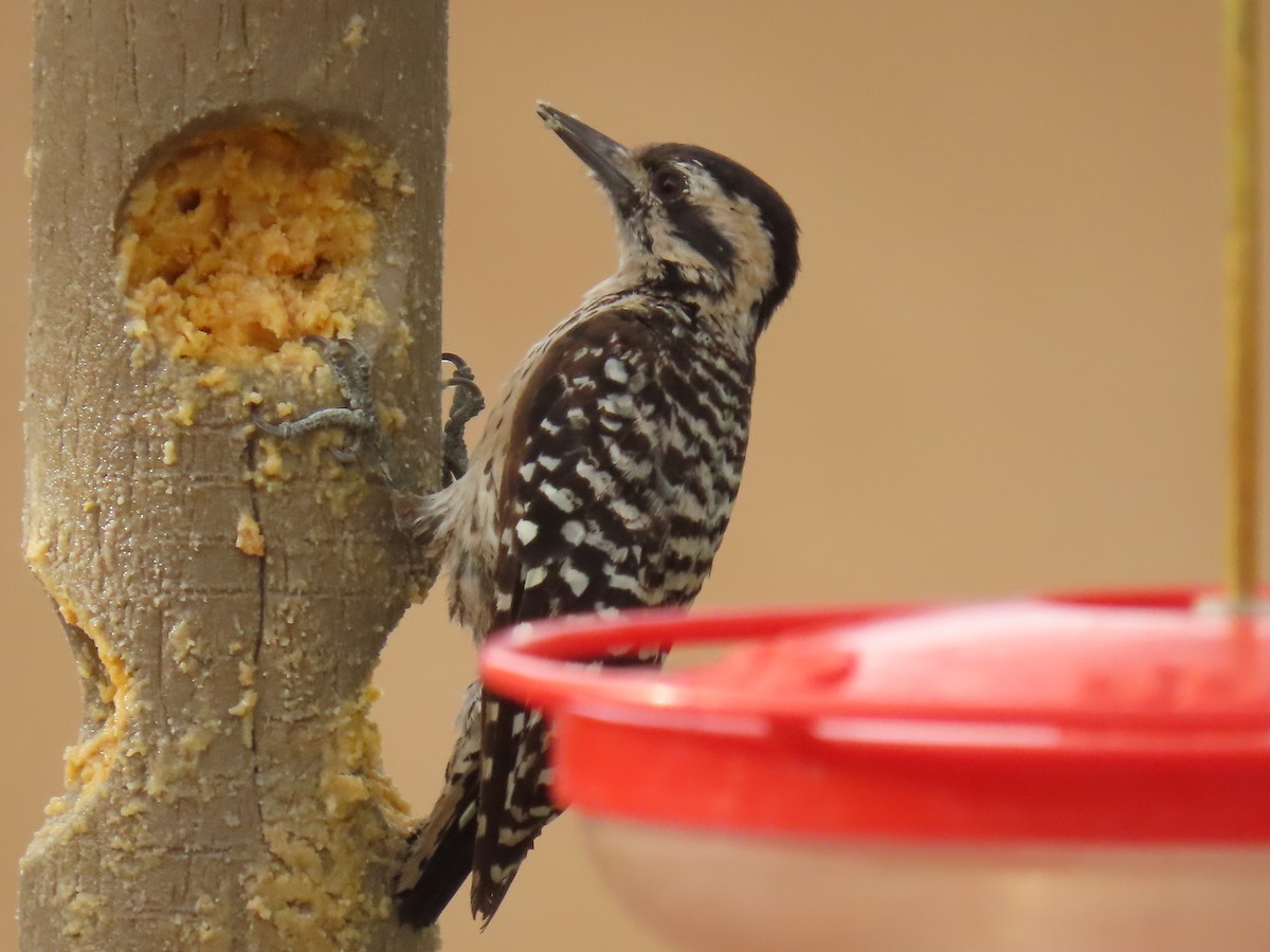 Ladder-backed Woodpecker - ML623340407