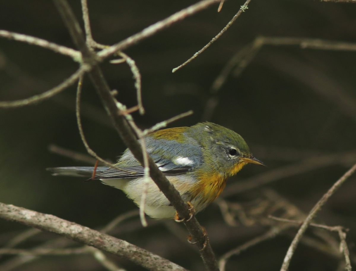 Northern Parula - ML623340412