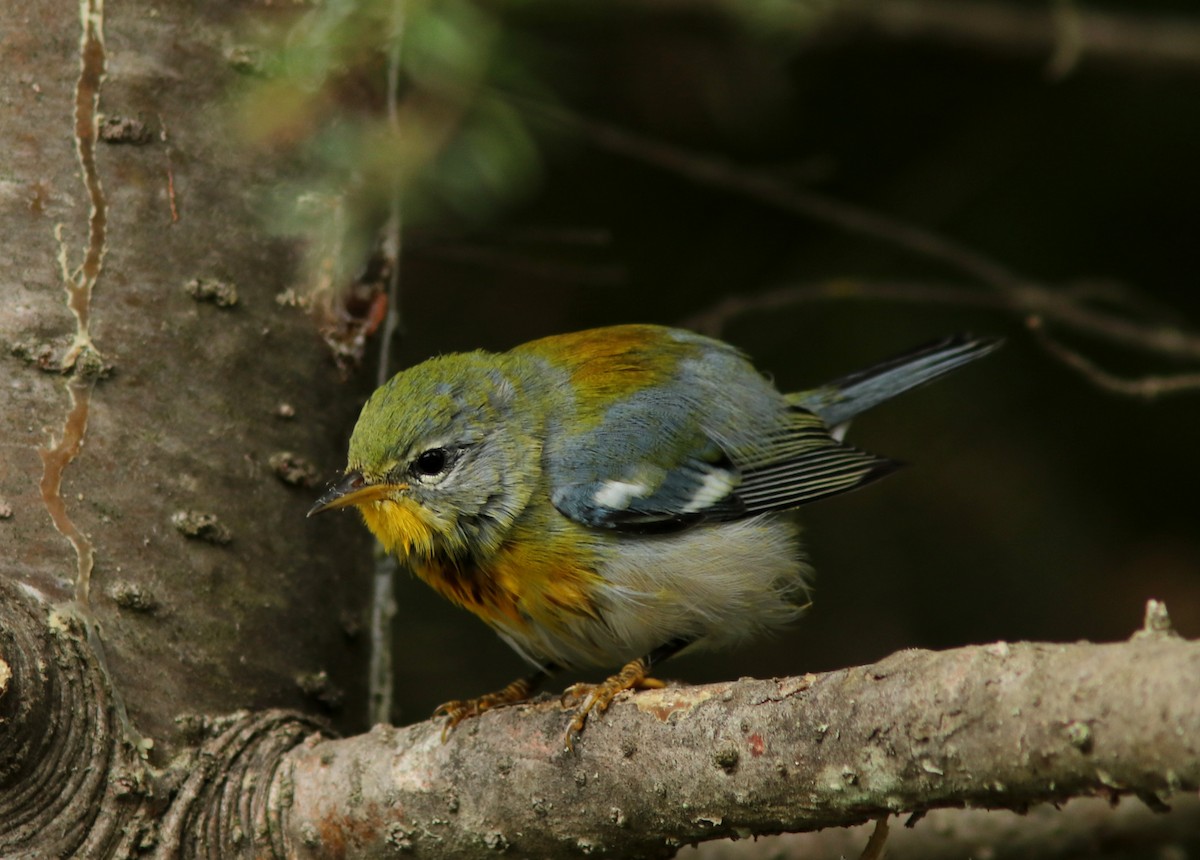 Northern Parula - ML623340413