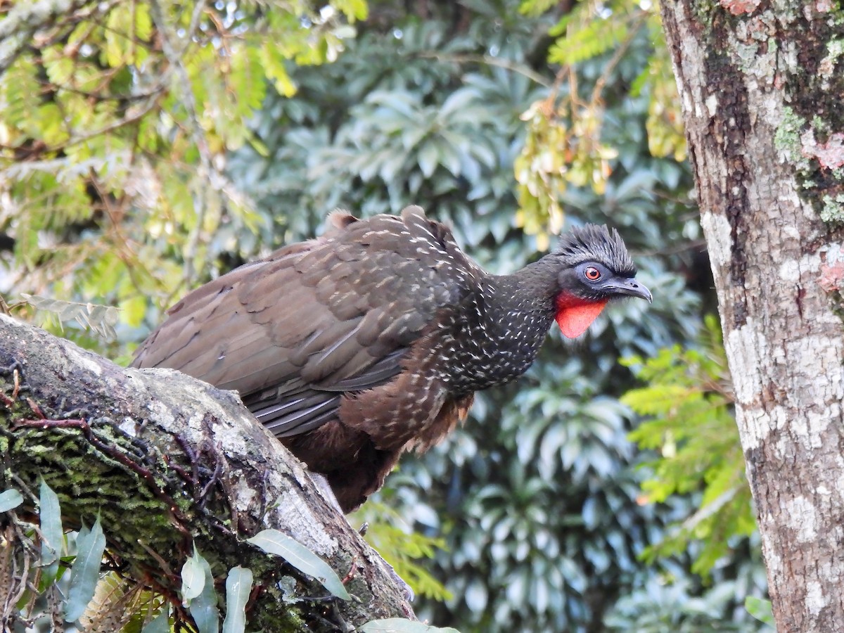 Dusky-legged Guan - ML623340416