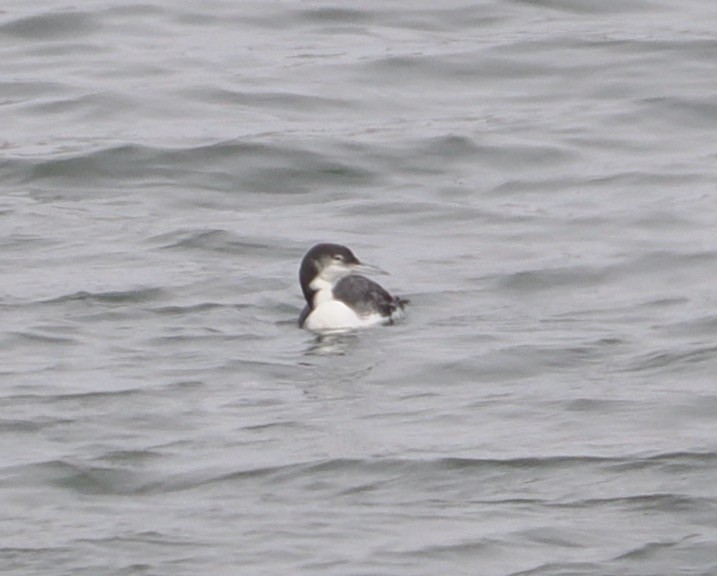 loon sp. - ML623340426