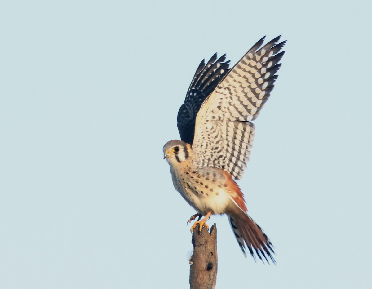 American Kestrel - ML623340502