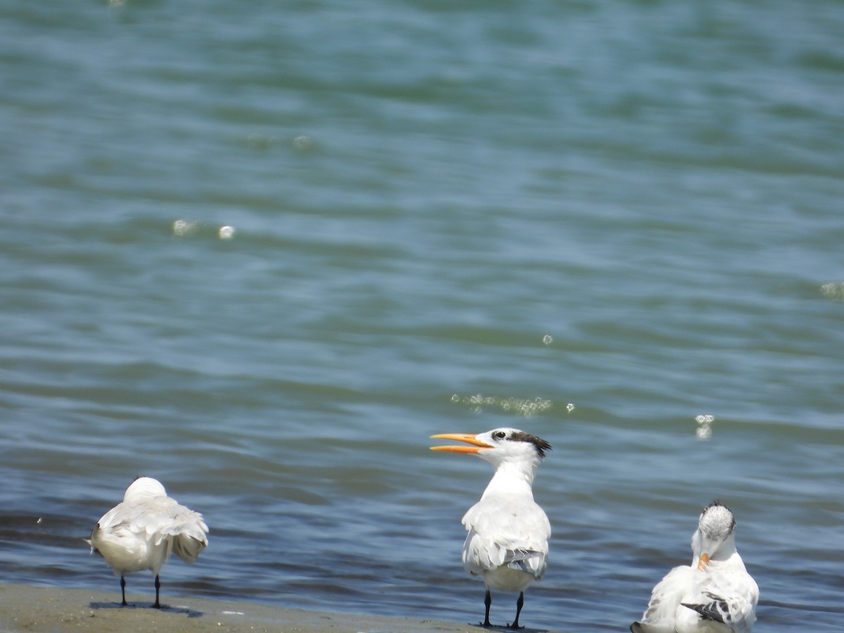 Sandwich Tern - ML623340526