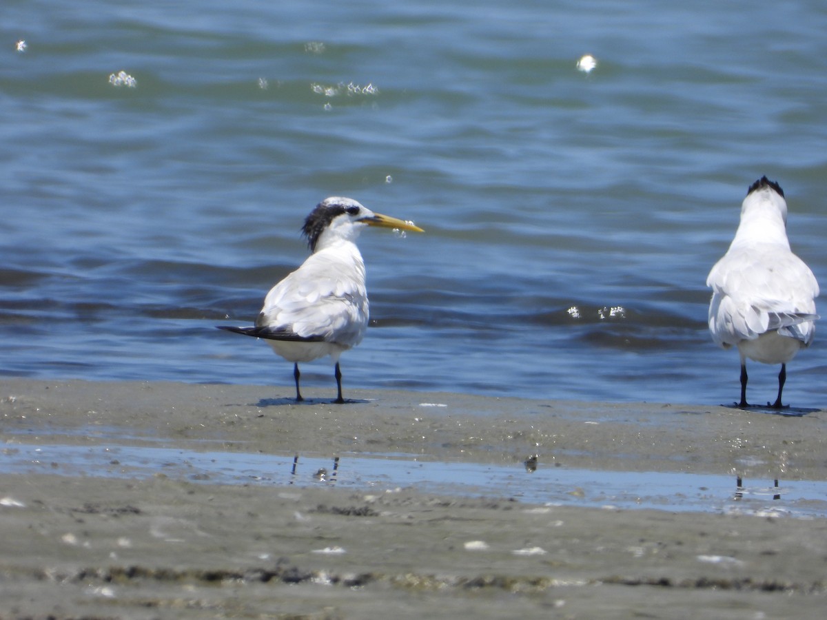 Sandwich Tern - ML623340527