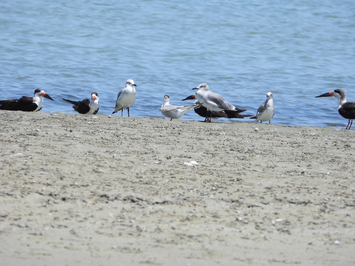 Common Tern - ML623340540