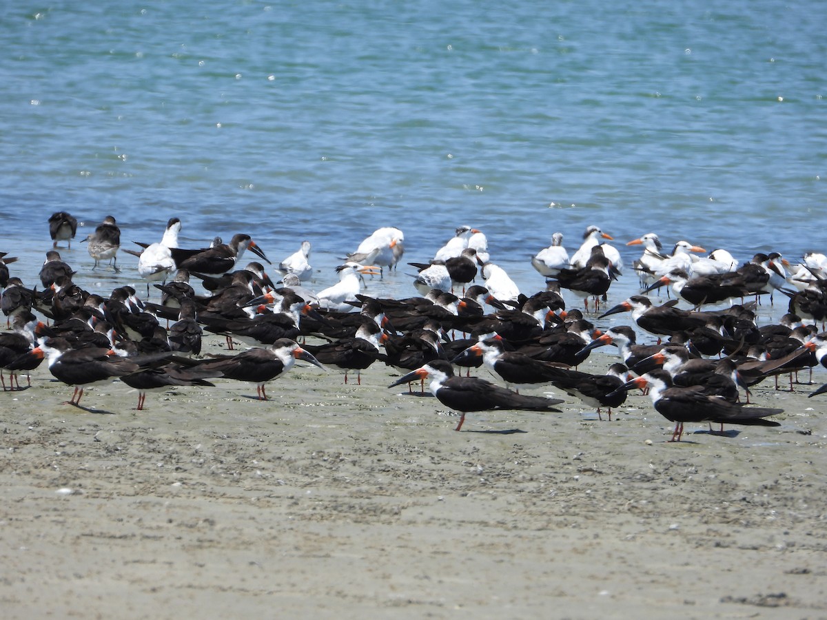 Black Skimmer - ML623340559