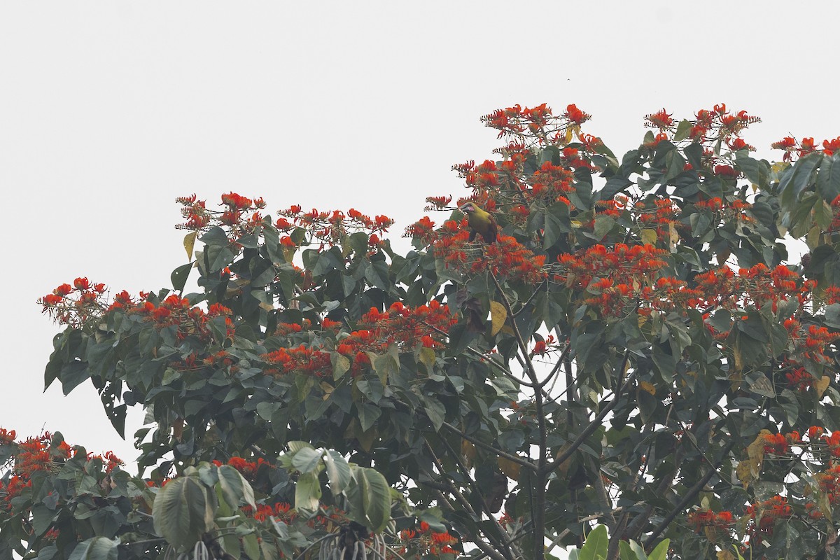 Olive Oropendola - Dana Cameron