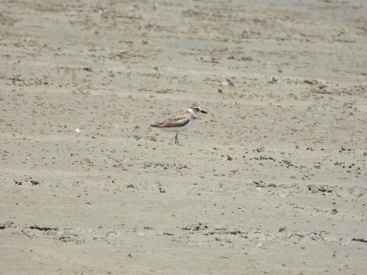 Wilson's Plover - ML623340621