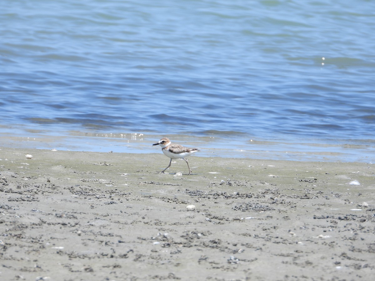 Wilson's Plover - ML623340627