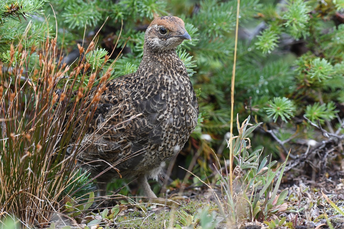 Gallo Fuliginoso - ML623340643