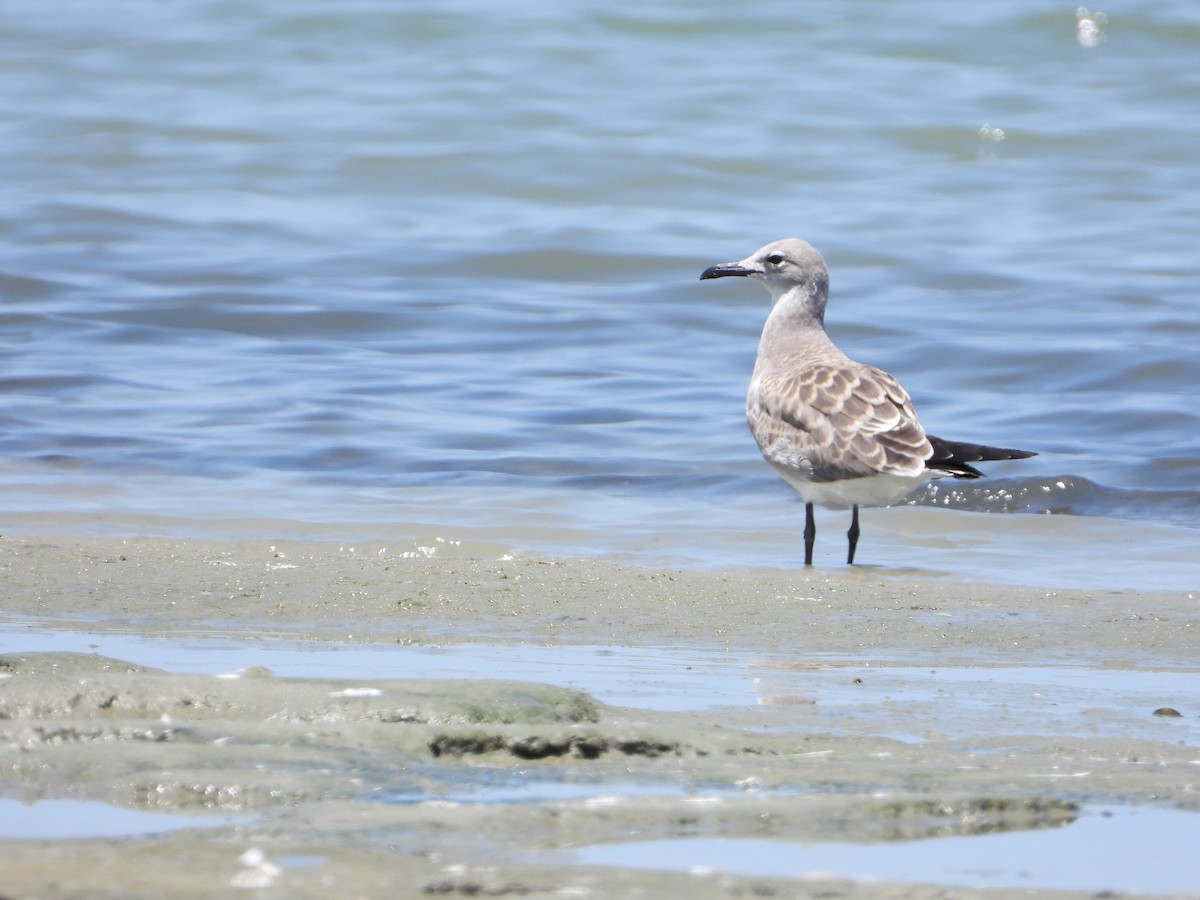 Laughing Gull - ML623340644