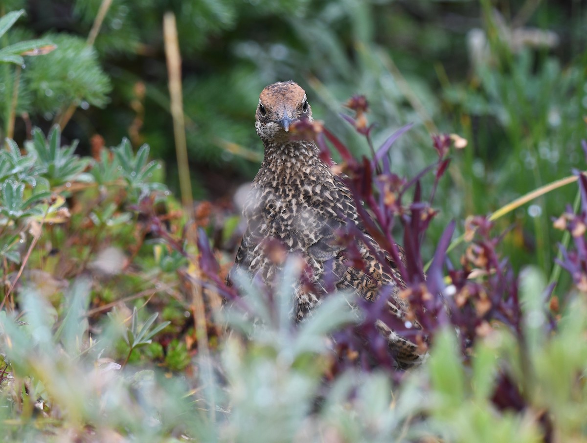 Gallo Fuliginoso - ML623340647