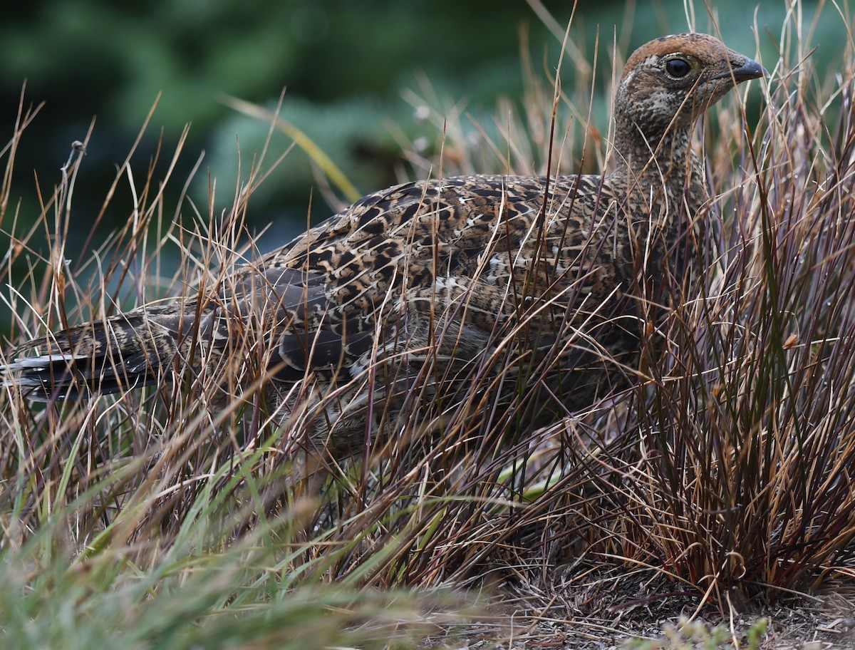 Gallo Fuliginoso - ML623340651