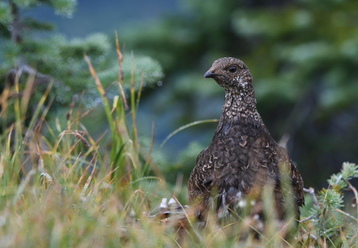 Gallo Fuliginoso - ML623340656