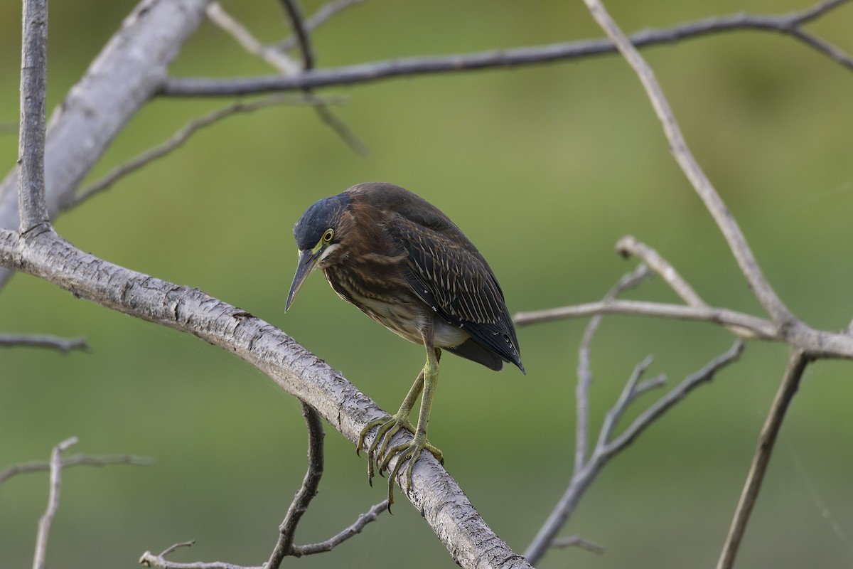 Green Heron - ML623340685