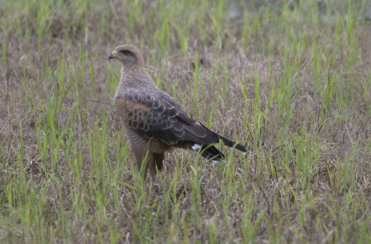 Savanna Hawk - ML623340686