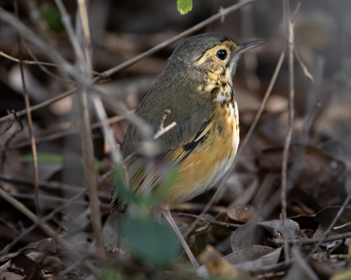 White-browed Antpitta - ML623340699