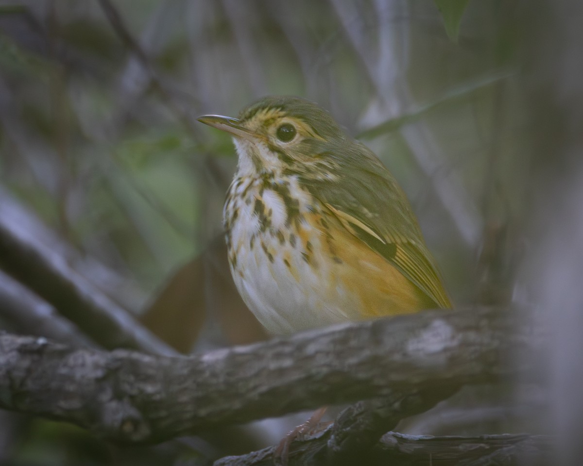 White-browed Antpitta - ML623340700