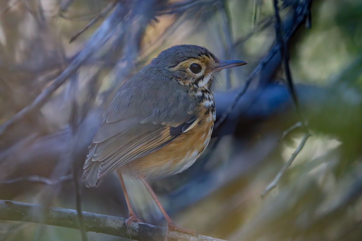 White-browed Antpitta - ML623340701