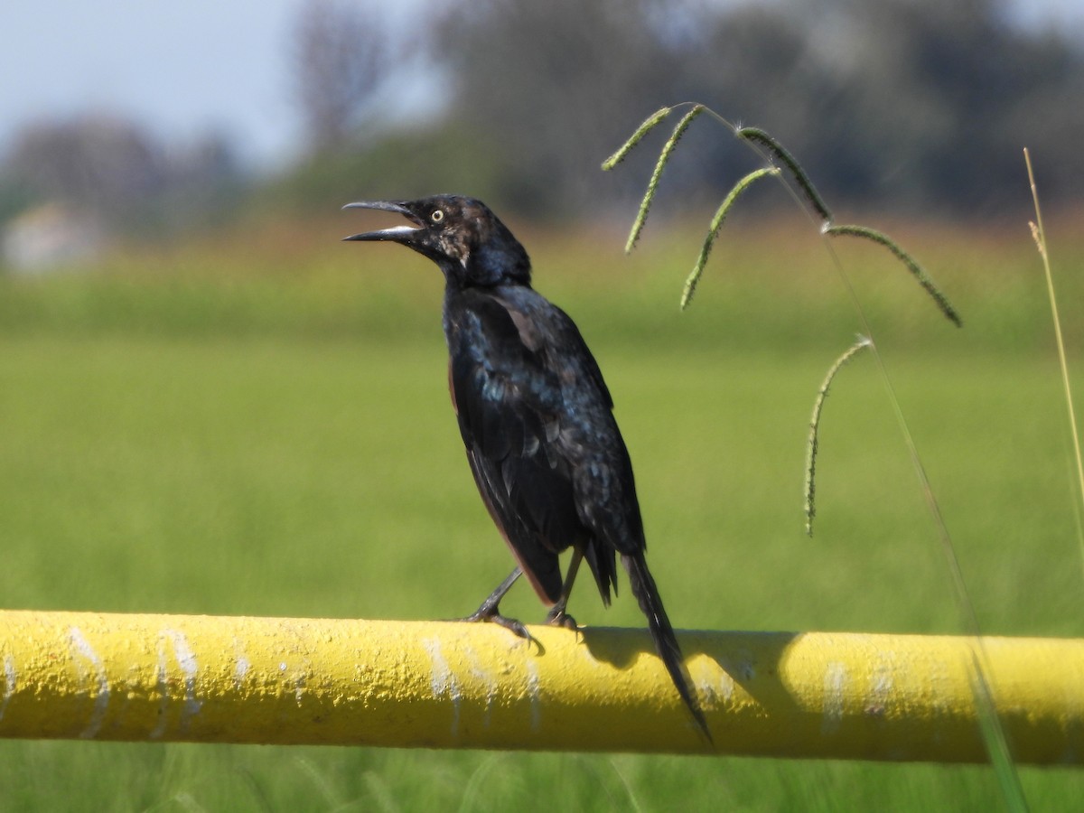 Great-tailed Grackle - ML623340745