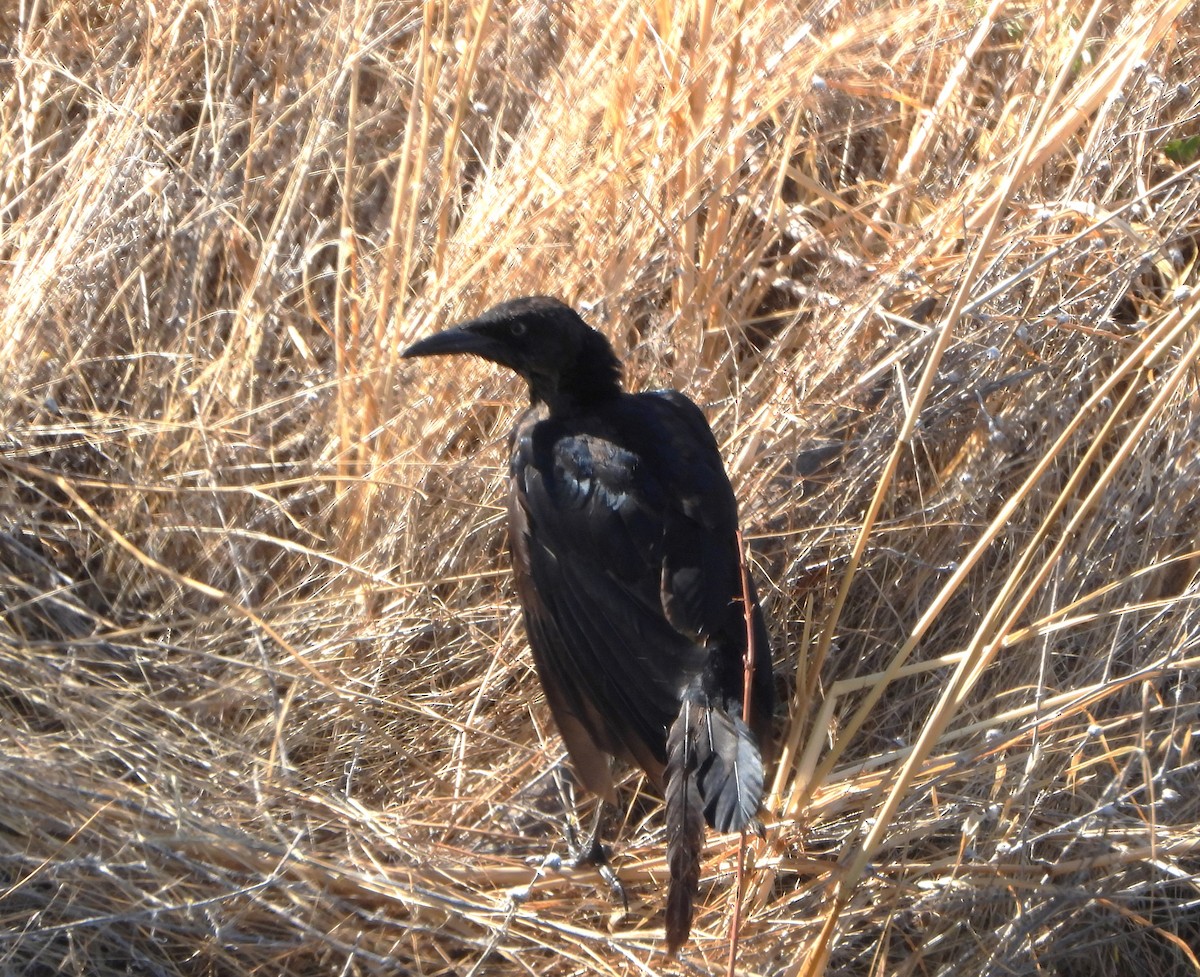 Great-tailed Grackle - ML623340746