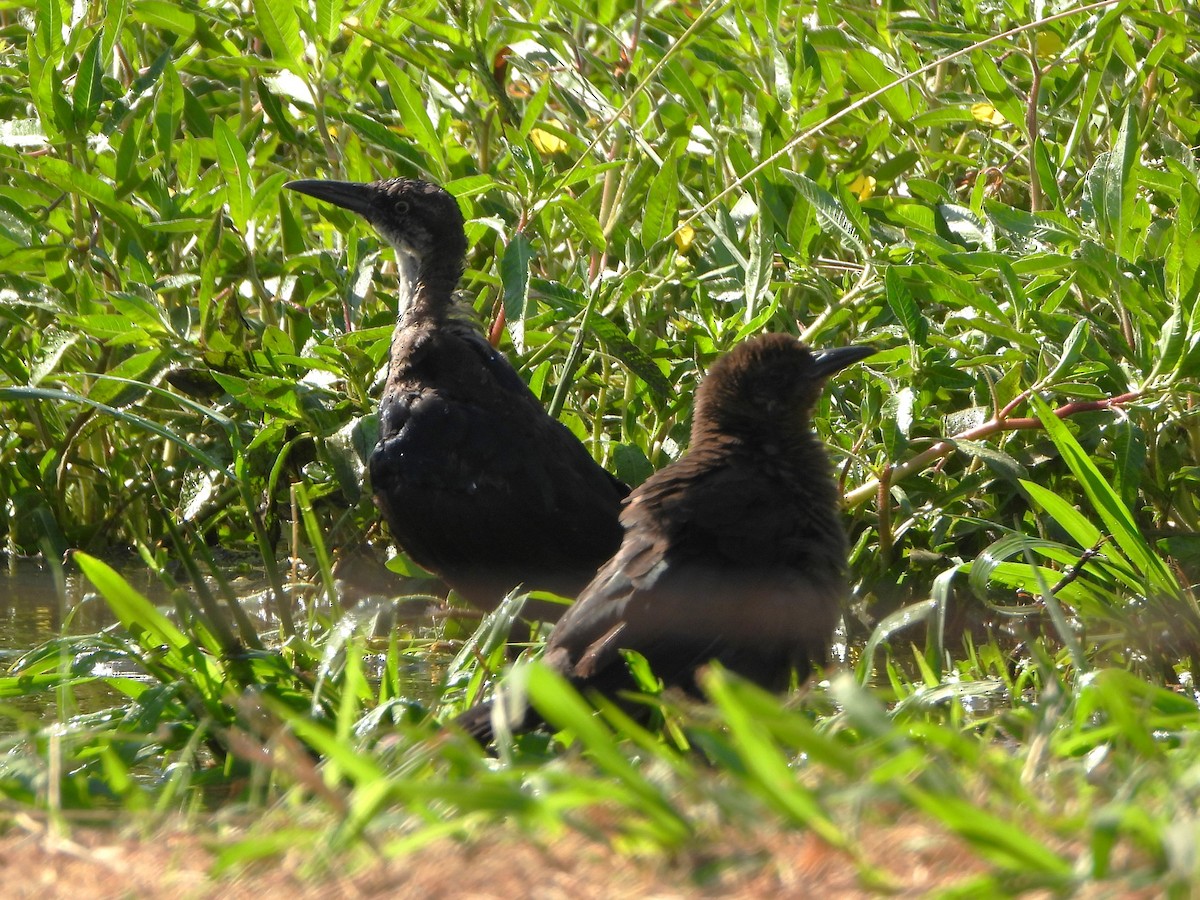 Great-tailed Grackle - ML623340747