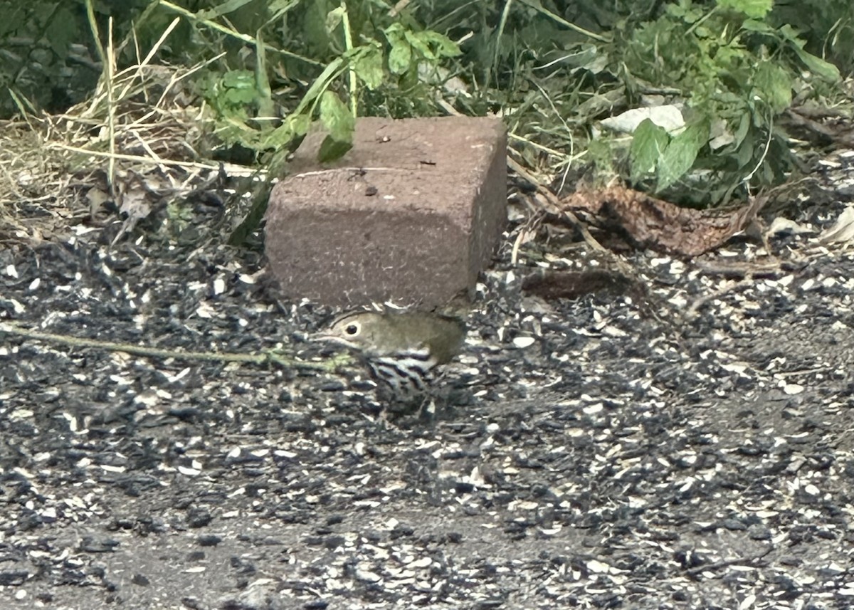 Ovenbird - ML623340759
