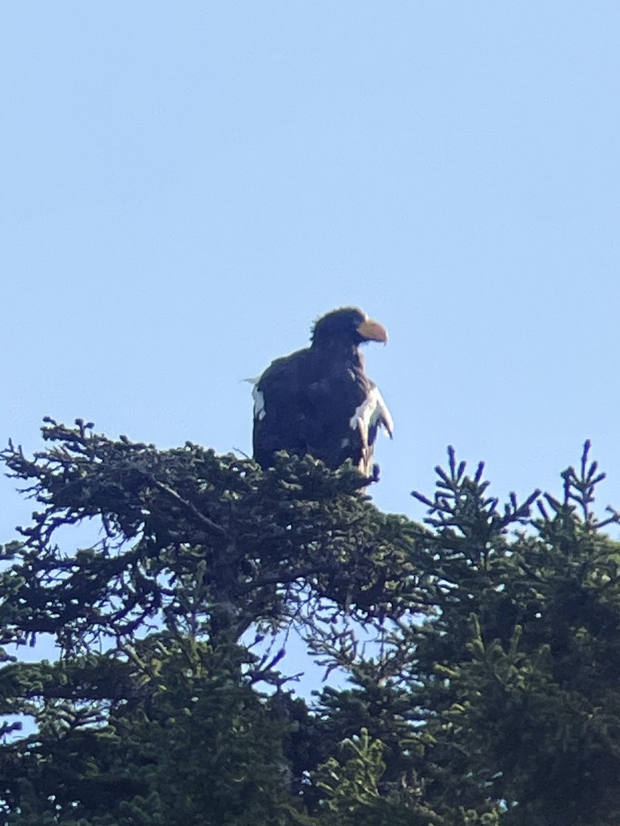 Steller's Sea-Eagle - ML623340791