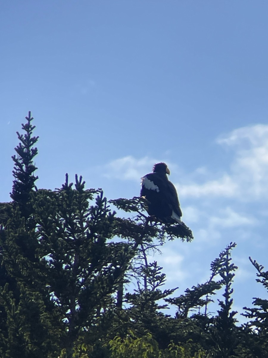 Steller's Sea-Eagle - ML623340792