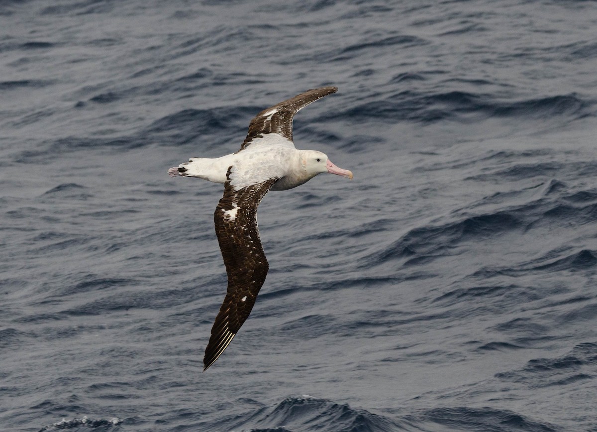 Albatros de Tristan da Cunha - ML623340866