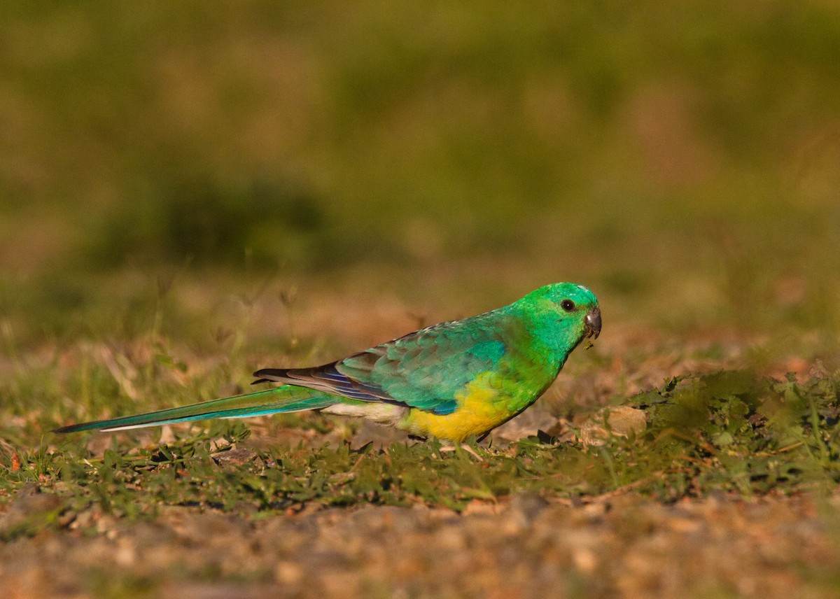 Red-rumped Parrot - ML623340867