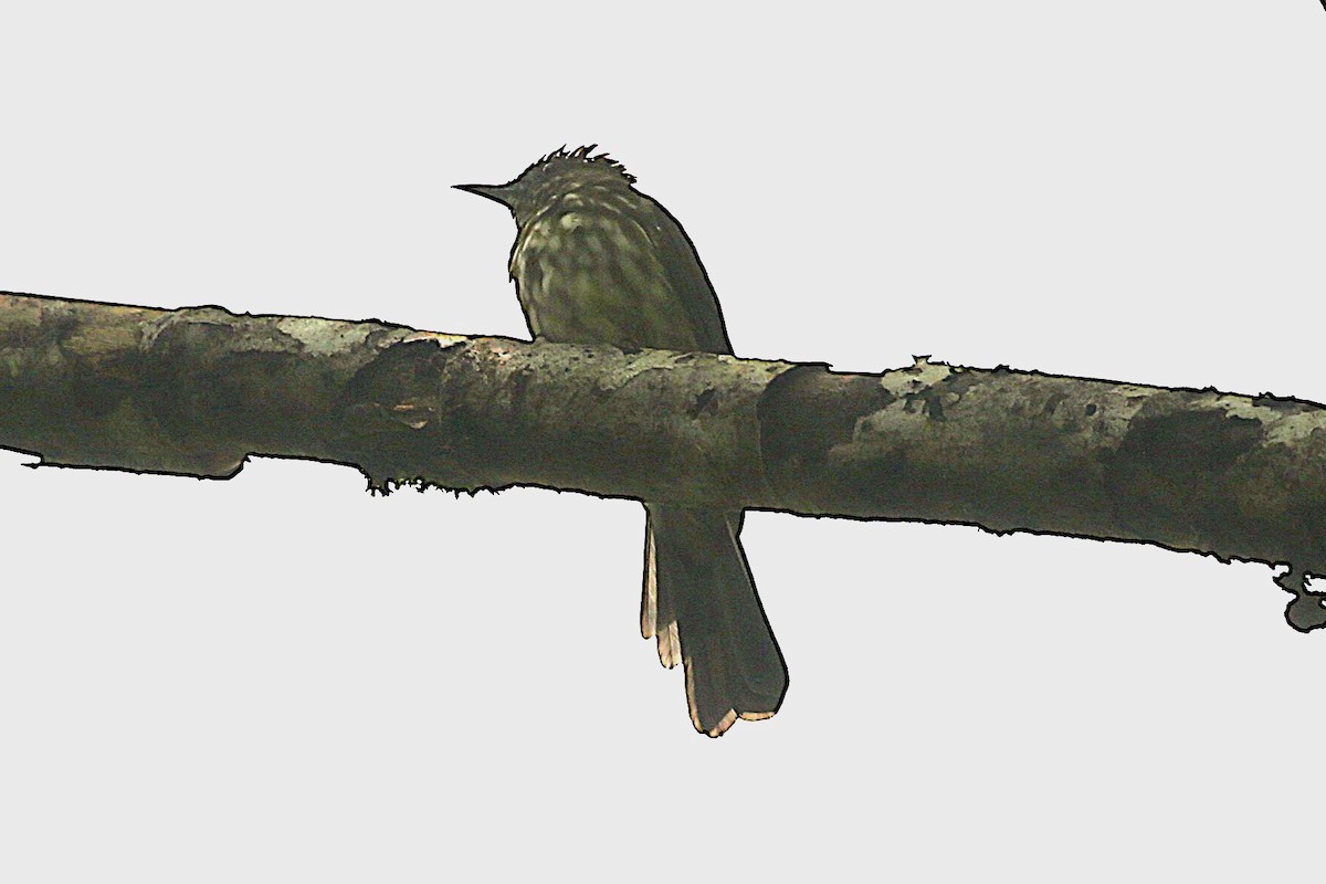 Sumatran Bulbul - ML623340875