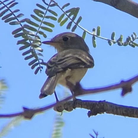 Gray/Dusky Flycatcher - ML623340926