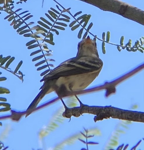 Gray/Dusky Flycatcher - ML623340933