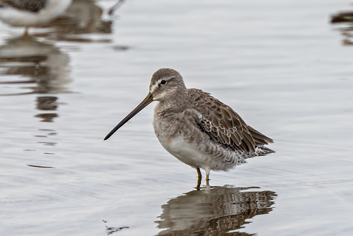 Long-billed Dowitcher - ML623340953