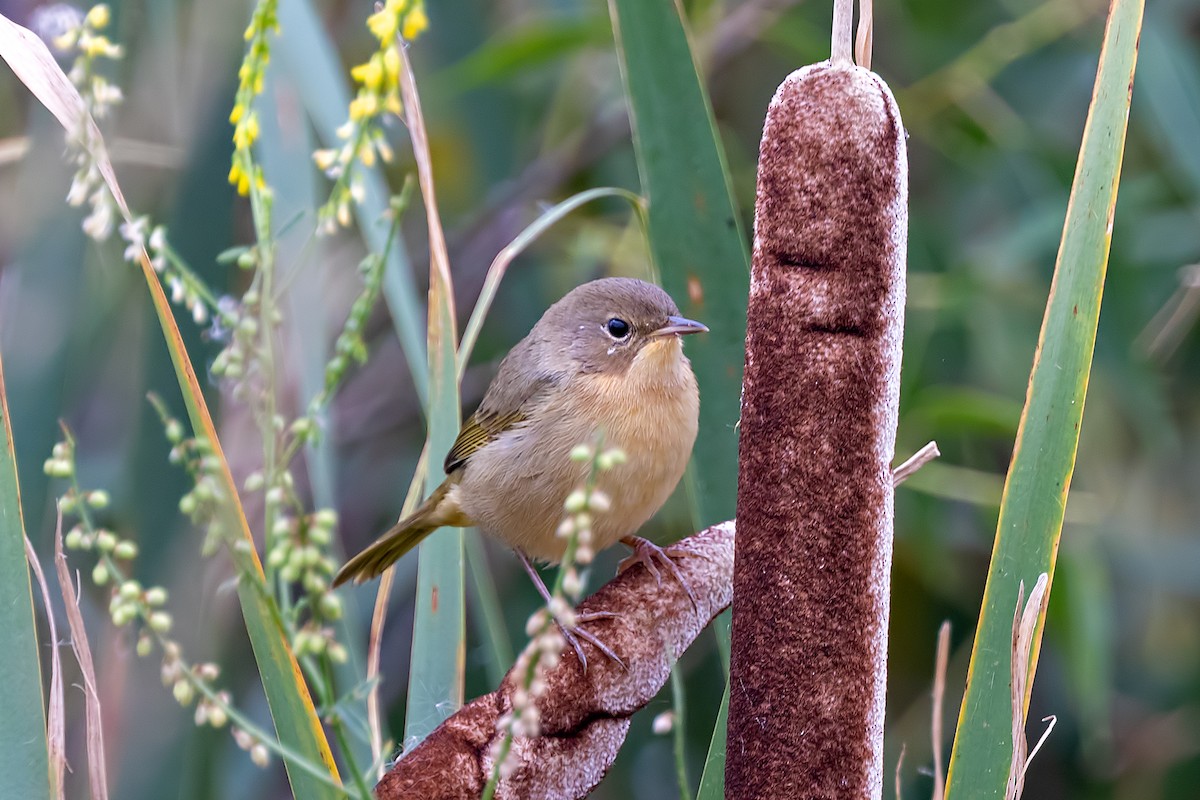 Common Yellowthroat - ML623340983