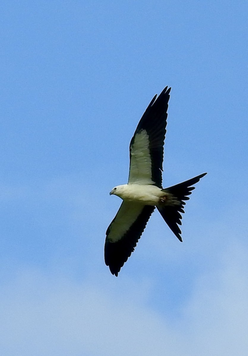 Swallow-tailed Kite - ML623341004
