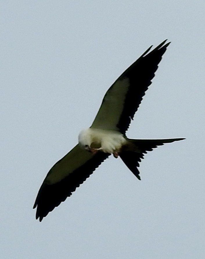 Swallow-tailed Kite - ML623341005