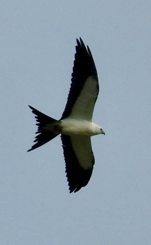 Swallow-tailed Kite - ML623341006