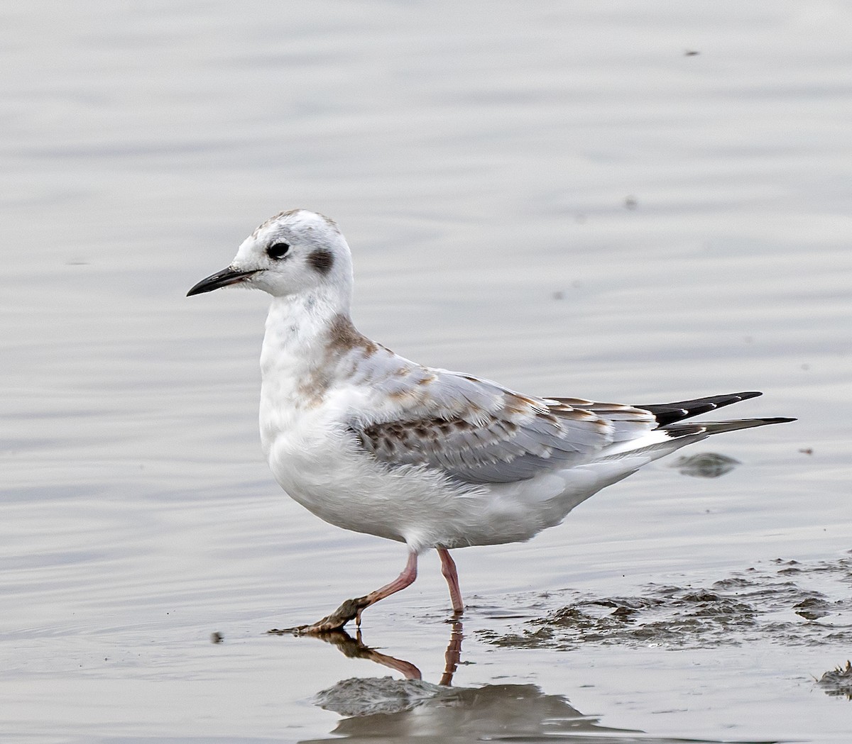 Bonaparte's Gull - ML623341020