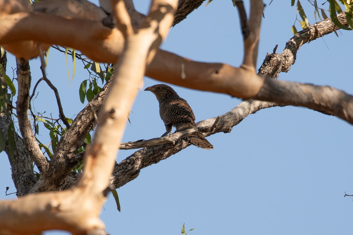 Pheasant Coucal (Pheasant) - ML623341024