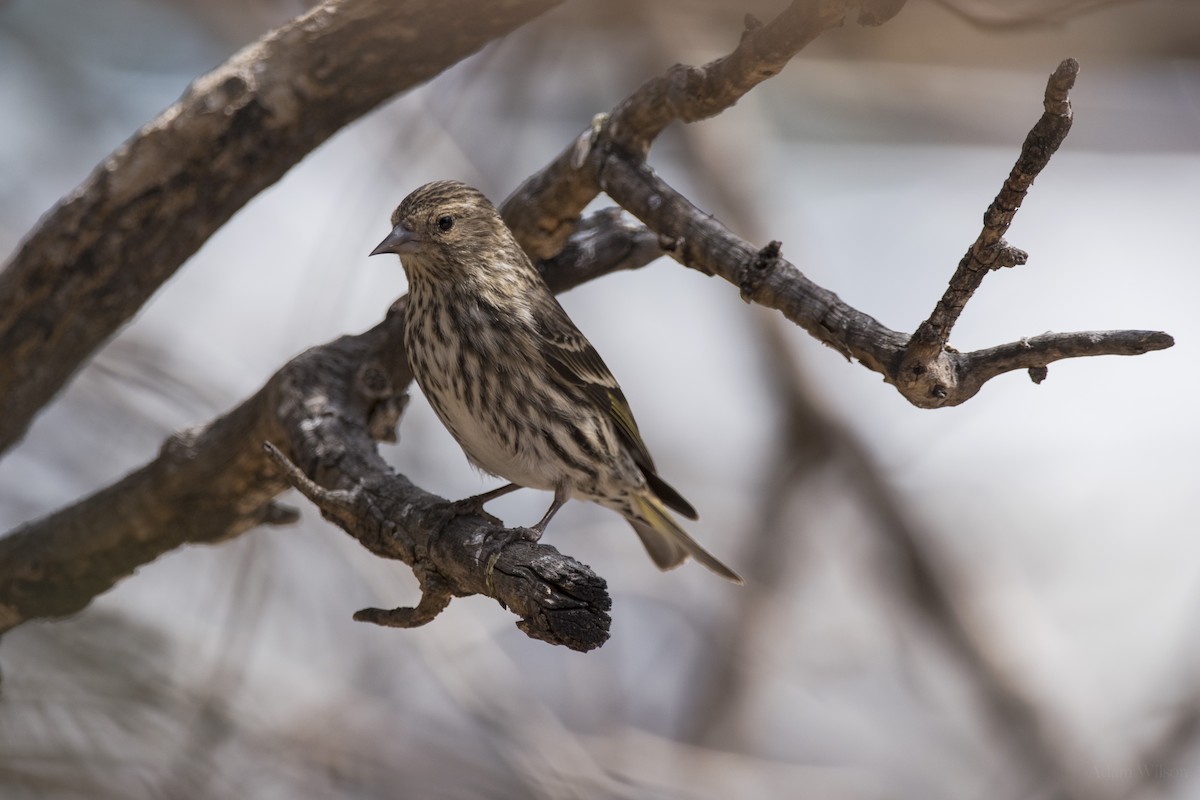 Pine Siskin - ML623341033