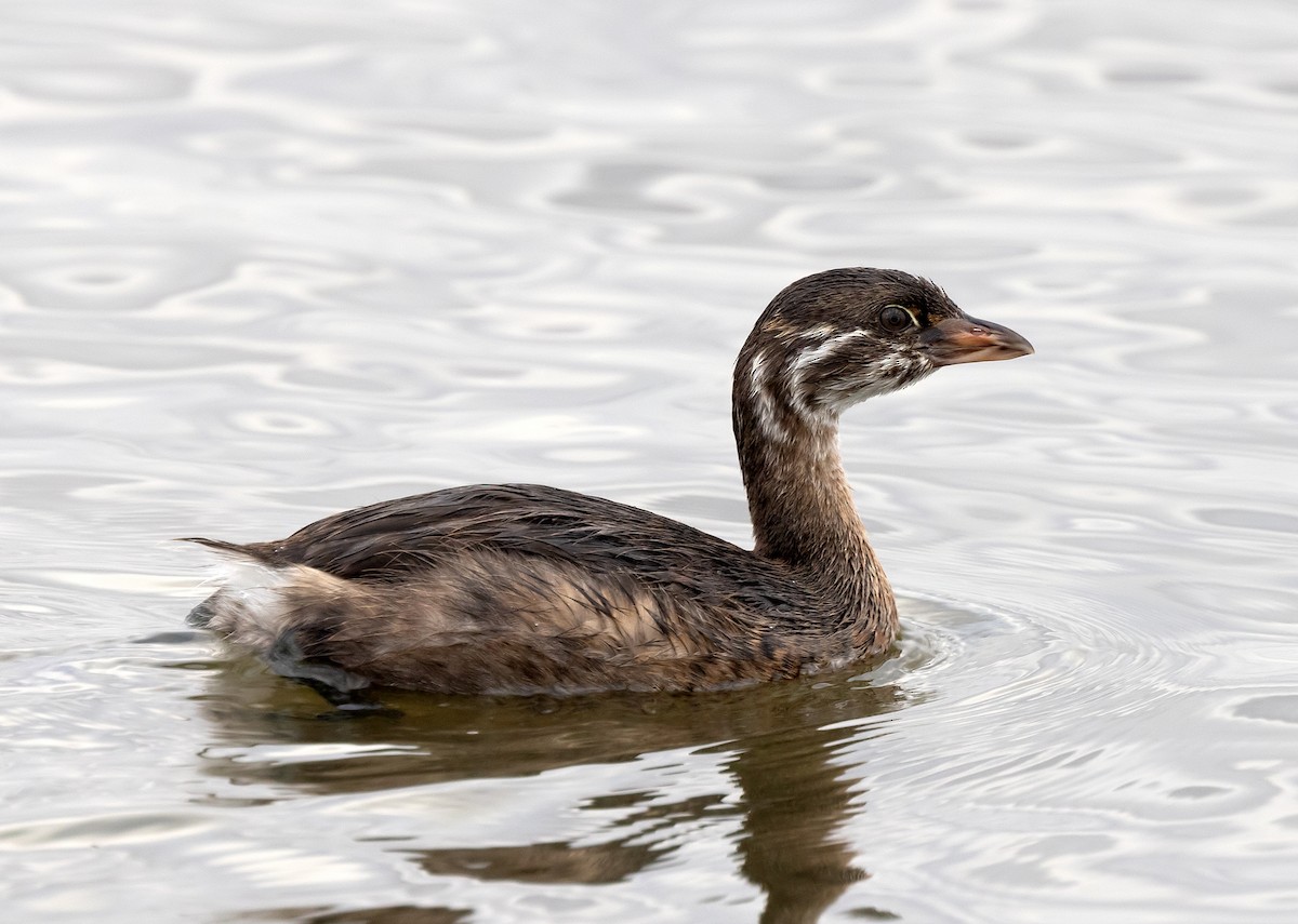 Pied-billed Grebe - ML623341042