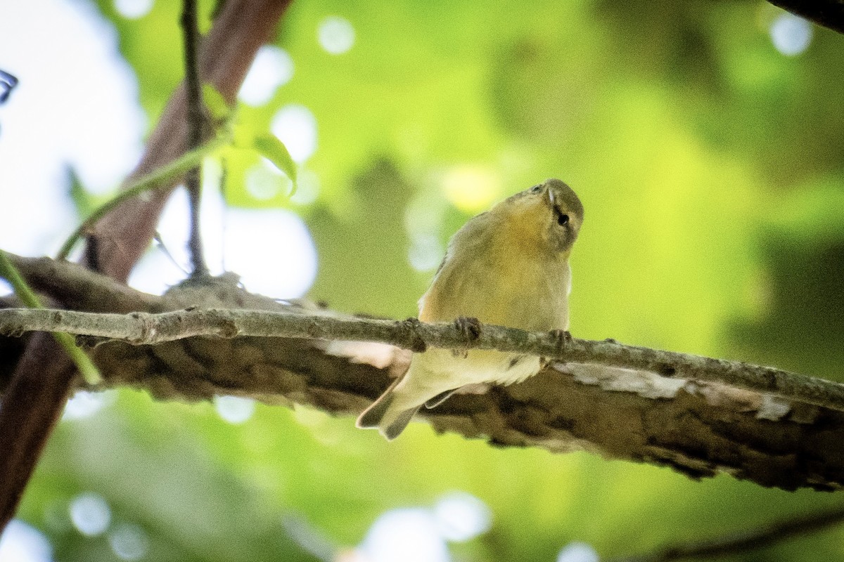 Tennessee Warbler - ML623341074