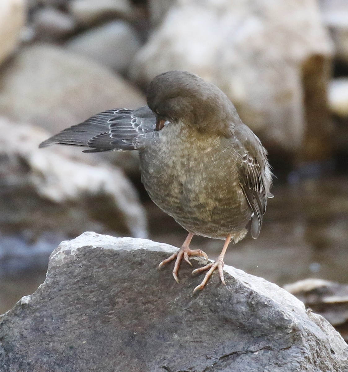 American Dipper - ML623341087