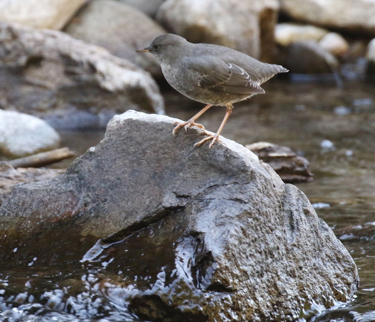 American Dipper - ML623341088