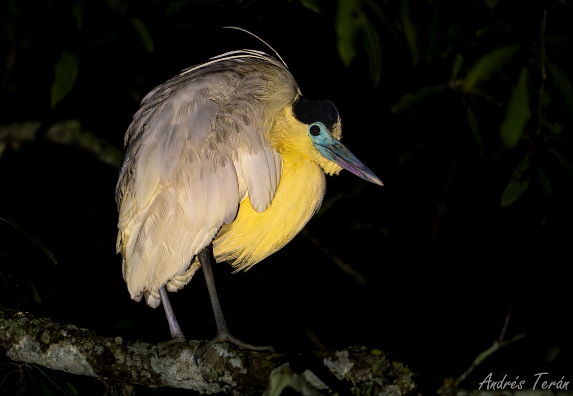 Capped Heron - ML623341110