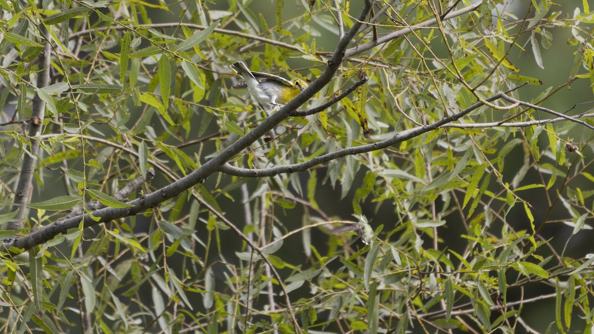 Yellow-throated Vireo - ML623341142