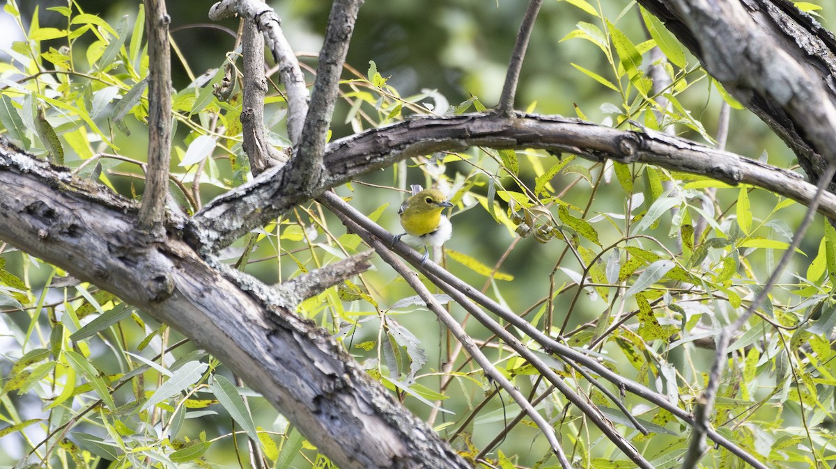 Yellow-throated Vireo - ML623341143